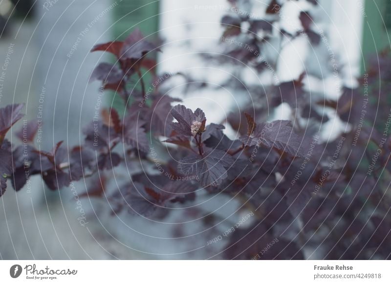 Blasenspiere - dunkelrote Blätter mit kleiner Knospe Strauch Garten Natur Schneeballblättrig Außenaufnahme Sträucher Zierstrauch austreiben Frühling Tanz