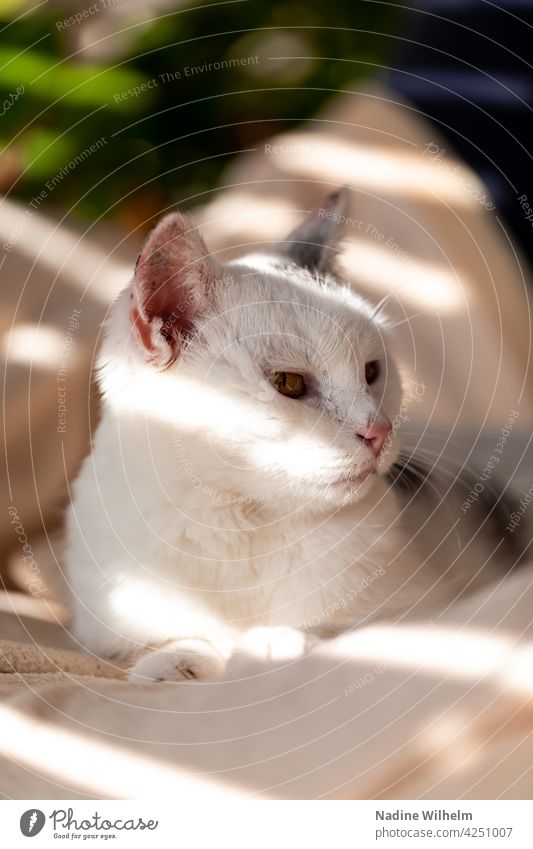 Minnie the cat Katze Fell katzenhaft fluffig Haustiere schön niedlich bezaubernd weiß grau Licht Lichtspiel Innenaufnahme warm Sonnenlicht
