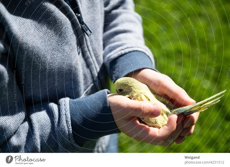 Wellensittich in Hand von einem Kind Junge Vogel Haustier Verantwortung Frühling Bildung Aufzucht Füttern