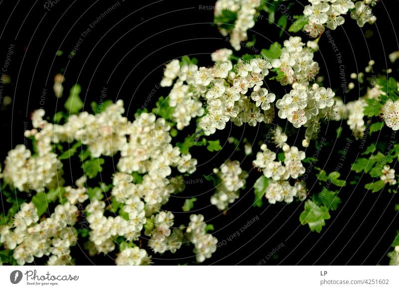Frühling weiße Blumen in voller Blüte Feld feminin Wärme fest Hoffnung Freiheit Kontrast Low Key geheimnisvoll träumen Gefühle Ruhe ruhig Windstille