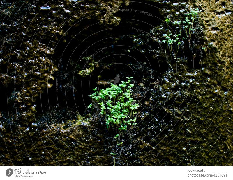feucht fühlt sich Moos ganz famos Natur lappig beblättert Pflanze Oberfläche Wachstum Begrünung Flechten Sporen klein Wand Feuchtgebiet bewachsen Low Key