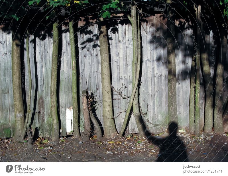 Eins mit den Bäumen am Holzzaun sein Laubbaum Baumstamm Sonnenlicht Schatten Mensch Sichtschutz Verbindung Lattenzaun Erdboden Abgrenzung Gestalt Kontrast