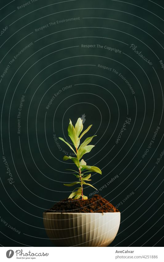 Nahaufnahme einer wachsenden Pflanze in einem setzen mit einem dunklen Hintergrund und Kopie Raum, Studioaufnahme Frieden Biologie Reinigen Klimawandel