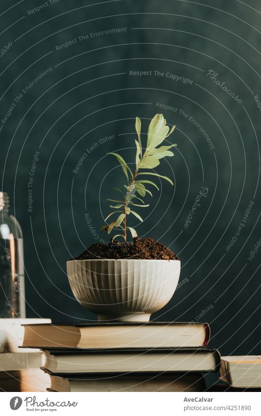 Eine minimalistische Aufnahme von einer Pflanze wächst in einem Topf mit Wasser und Bücher umgeben, Konzept entspannen mit Kopie Raum Frieden Biologie Reinigen