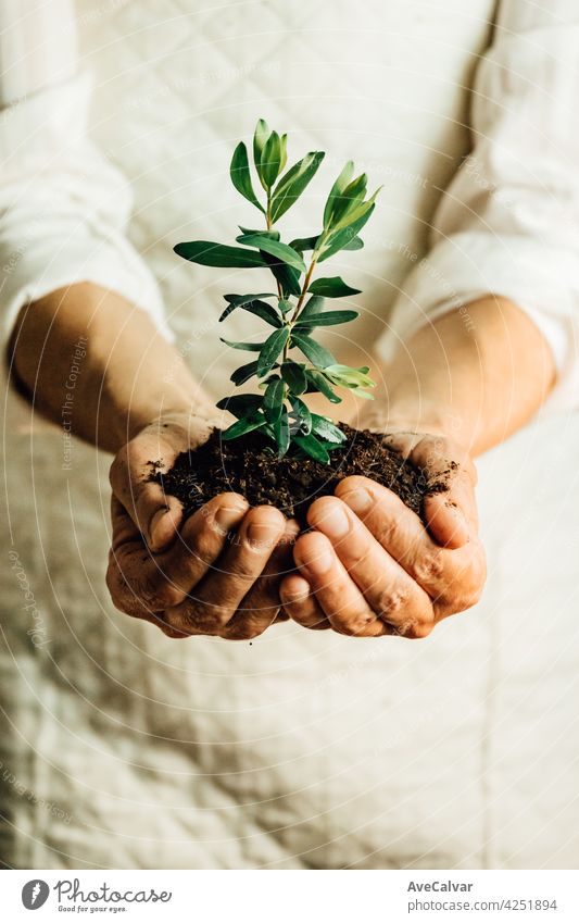 Eine Frau in Weiß, die eine wachsende Pflanze in den Händen hält, Frieden und persönliche Wachstumskonzepte, Kopierraum Biologie Reinigen Klimawandel