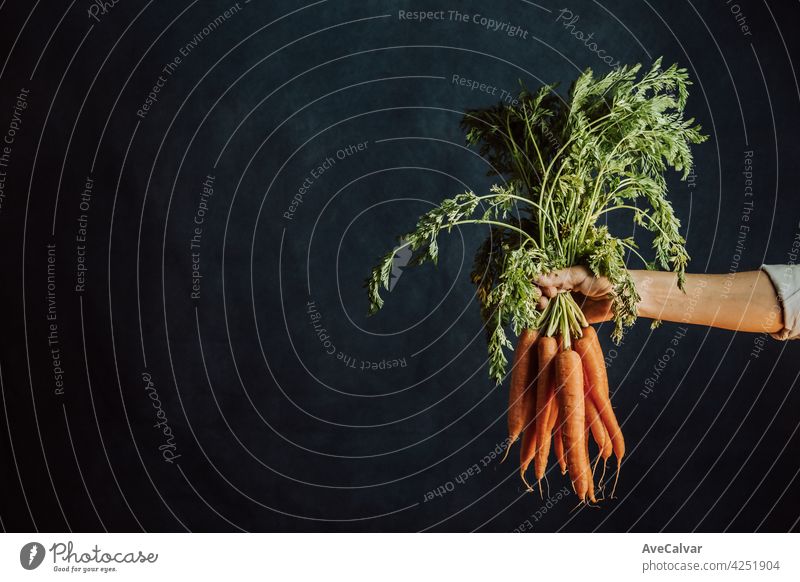 Alte Hand, die ein Bündel Karotten über einen dunklen Hintergrund mit Kopierraum packt Frieden Biologie Reinigen Klimawandel abschließen Kreativität Entwicklung
