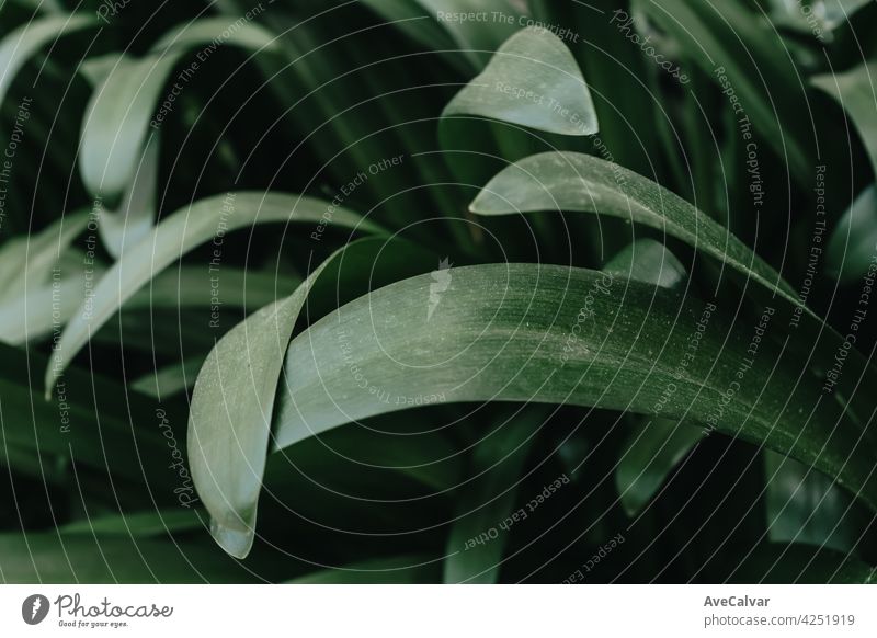 Super stimmungsvollen Hintergrund von einigen grünen Blättern mit dunklen Tönen und harten Schatten mit Kopie Raum Biologie Wachstum Harmonie Stimmung Reinheit