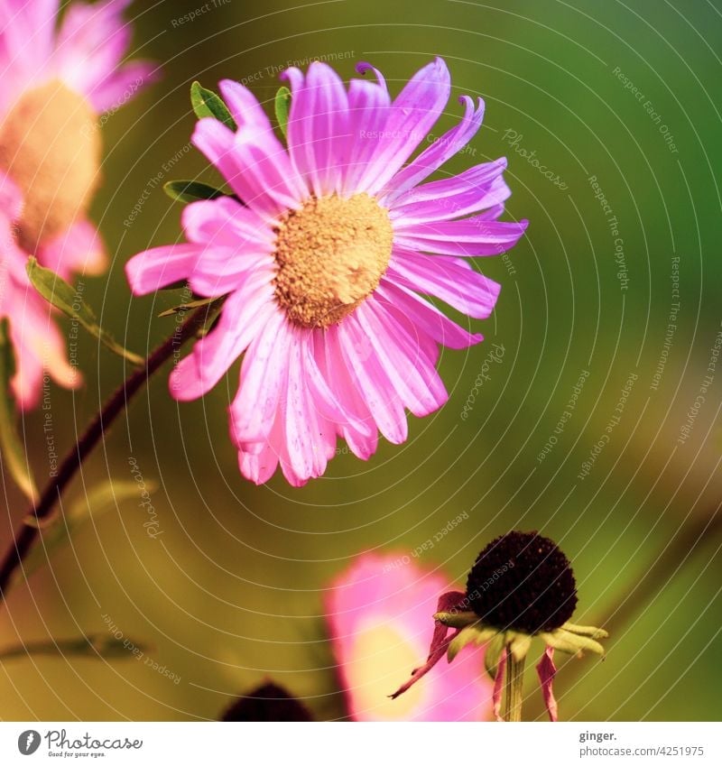 Pink Blossom Pflanze Blume pink Blüte Stengel gelb grün dunkelbraun sonnig Nahaufnahme verblüht Stempel Blütenblätter Schönes Wetter hübsch welk Gartenpflanzen