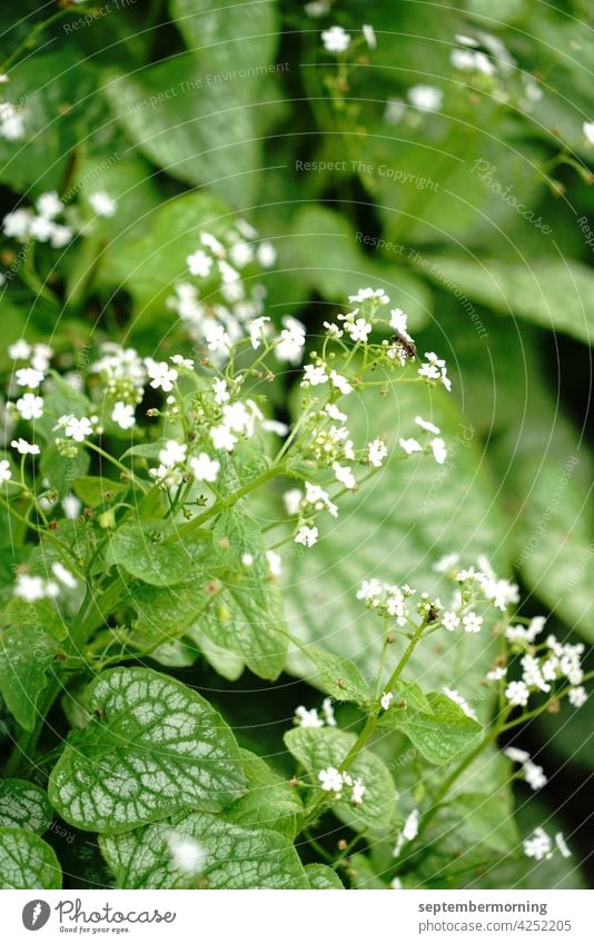 zarte weiße Blüten mit weißgrün gemaserten Blättern Farben grün und weiß Blätter mit weißer Maserung menschenleer viel Unschärfe Natur draußen natürliches Licht