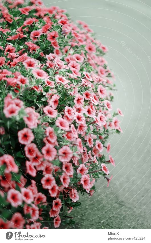 Petunie Sommer Blume Blüte Blühend Duft Wachstum bewachsen Balkonpflanze Pflanze Farbfoto mehrfarbig Muster Menschenleer Textfreiraum rechts