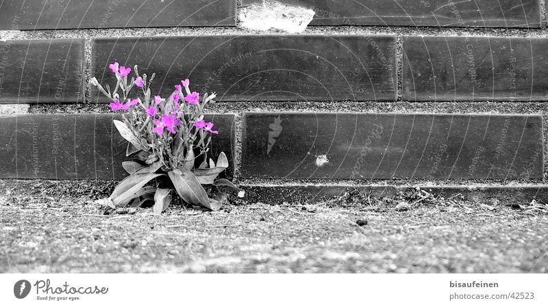 Zwischen Beton und Asphalt... Blume schwarz weiß Mauer Blüte violett Backstein Schwarzweißfoto colouriert