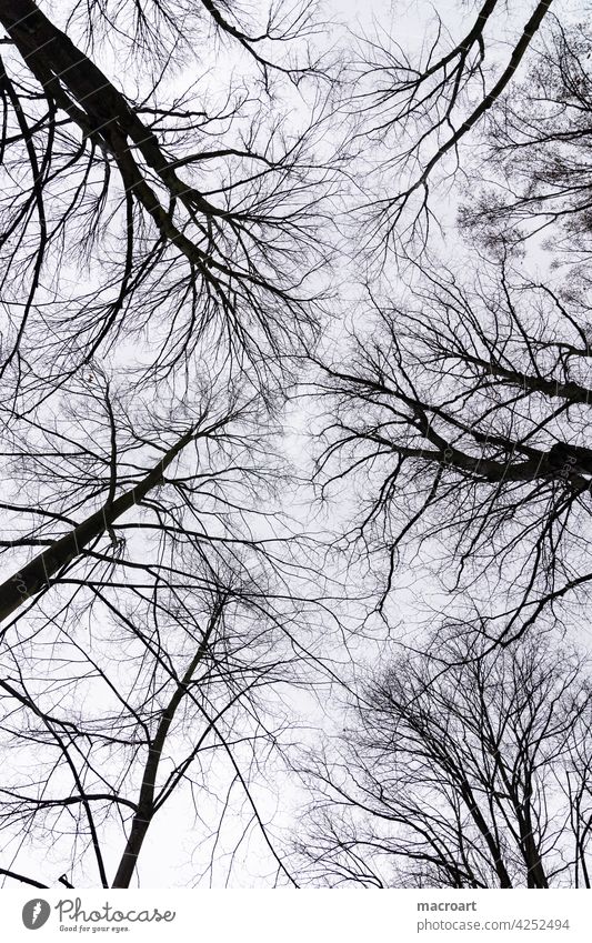 Himmel bäume horizont baumkronen baumwipfel kahl winter herbst jahreszeit schwarz Silhouette traurig trist kalt blau