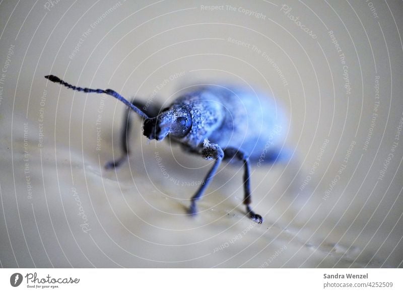 Dickmaulrüssler Schädling Käfer Befall Pflanzenschädling Insekten Larven