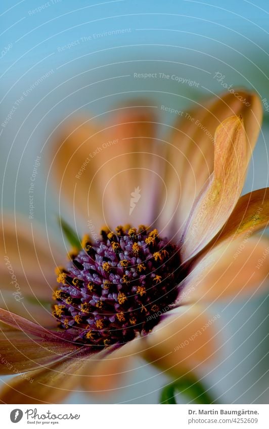Das Kapkörbchen (Osteospermum ecklonis) ist eine beliebte  Balkonpflanze Kapaster aus Südafrika Korbblütler violett Blütenstand Asteraceae Compositae orange