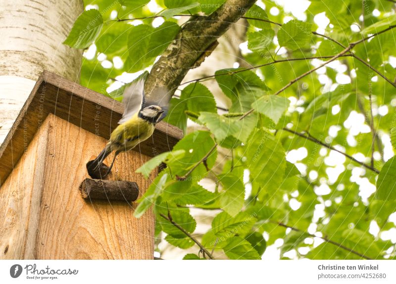Eine Blaumeise beim Abflug aus ihrem Nistkasten, der in einer Birke hängt Meise Cyanistes caeruleus Meisenkasten Singvogel Natur Garten Tier wild klein 1 1 Tier