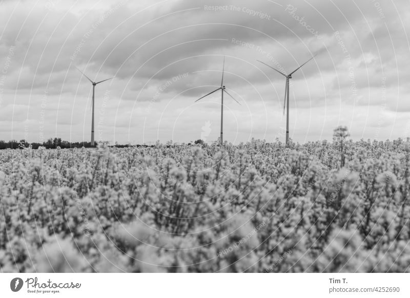 Drei Windturbinen im Vordergrund ein Rapsfeld in Schwarz Weiß Uckermark Brandenburg Windenergie Natur Landschaft Feld Landwirtschaft Außenaufnahme Windeneregie