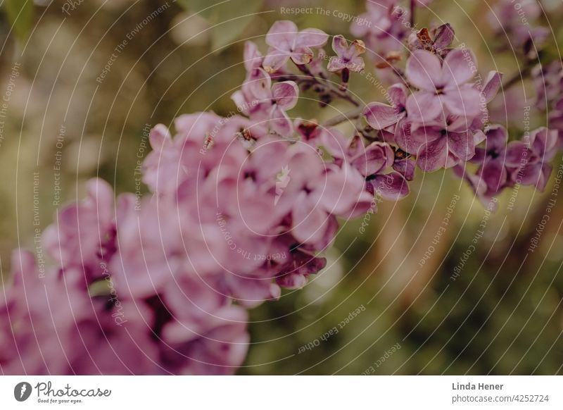 Flieder, der blüht Natur Blüte Pflanze violett Garten Nahaufnahme Unschärfe Blume Makroaufnahme Duft blühend Fliederstrauch fliederblüte Fliederbusch