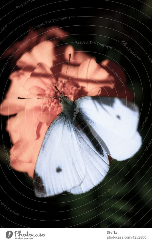 Kleiner Kohlweißling im Licht und Schatten Schmetterling kleiner Kohlweißling Weißling Falter Tagfalter weiße Flügel Schmetterlingsflügel Lichteinfall lichtvoll