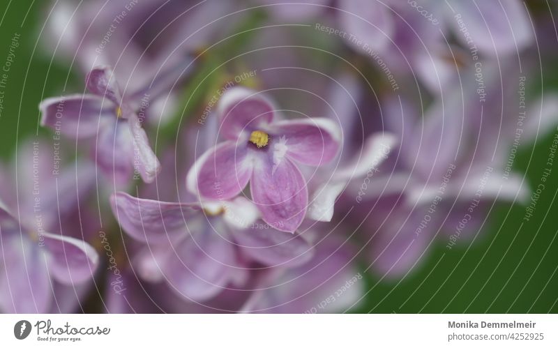 Flieder Liebe Natur Frühling violett Pflanze Blüte Blühend Garten Nahaufnahme Duft Makroaufnahme Farbfoto lilac Sommer Fliederbusch Mai Umwelt Detailaufnahme