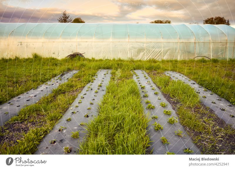 Öko-Bauernhof mit Polytunnel und mit Plastikmulch bedeckten Beeten bei Sonnenuntergang. Land organisch Biografie Stollen plastische Kultur Mulch Garten