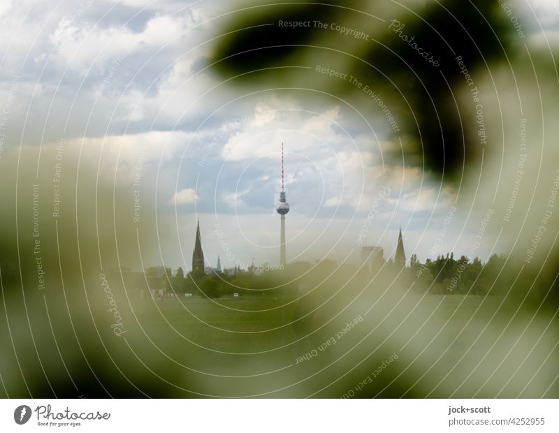Berliner Gewächse in der Stadtnatur Berliner Fernsehturm natürlich Wahrzeichen hervorragend Panorama (Aussicht) Wolken Himmel Unschärfe Fauna Busch Hauptstadt
