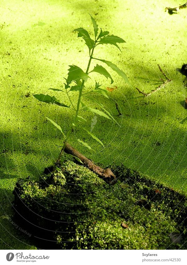 Ganz schön grün Pflanze Wasserlinsen Moor Teich Urwald Moos