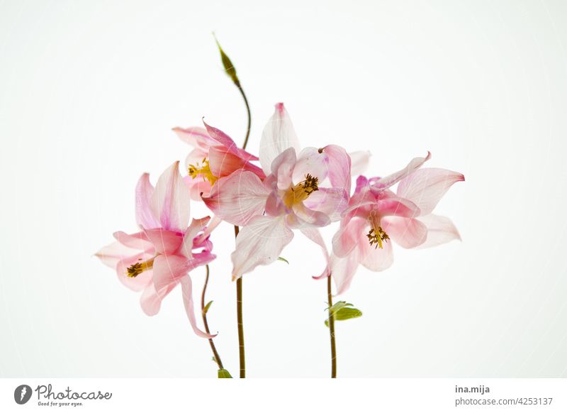 Frühlingsblume duften einfach Flora und Fauna schön Wellness simplicity floral Traum Minimalismus minimalistisch Farbe verträumt elegant