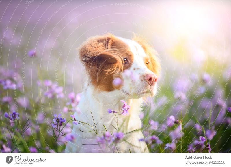 Liebenswerter bretonischer Hund von Epagneul auf einer blühenden Wiese Tier Zweispänner Haustier Kreatur Rasen Bargeld Blume Eckzahn Reinrassig Natur Säugetier