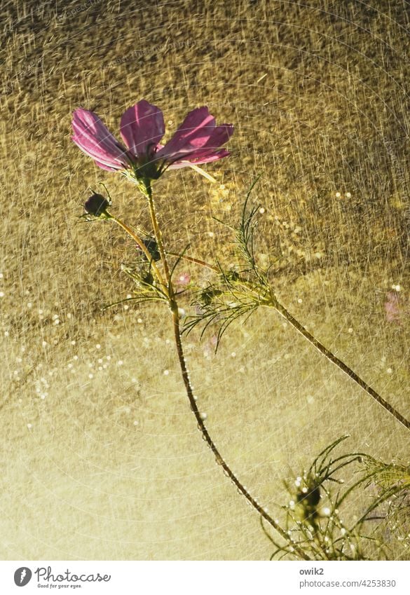 Im Regen stehengelassen Cosmea Schmuckkörbchen Cosmeablüte Blüte geheimnisvoll schönes Wetter Leidenschaft Totale Schönes Wetter Detailaufnahme Umwelt leuchten