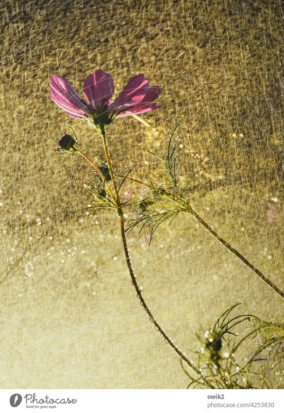 Kaltwäsche Cosmea Schmuckkörbchen Cosmeablüte Blüte geheimnisvoll schönes Wetter Leidenschaft Totale Schönes Wetter Detailaufnahme Umwelt leuchten