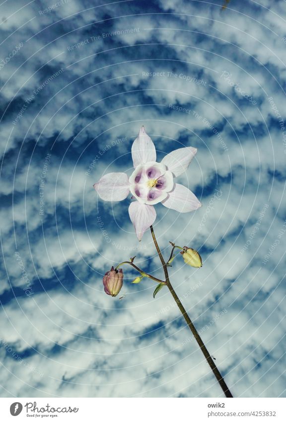 Instabil Akelei Blüte Natur Garten Himmel Frühling Blume Nahaufnahme Außenaufnahme Farbfoto Tag Textfreiraum oben Frühlingsgefühle Vergänglichkeit weiß blau