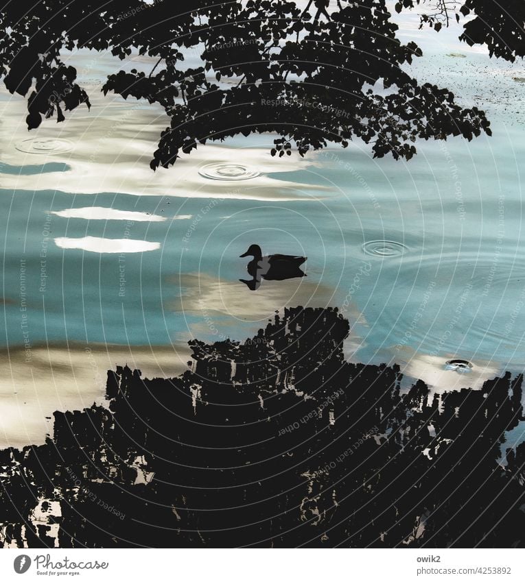 Mittagsruhe Ente schwimmend schwebend Wasser Teich See Baum Reflexion & Spiegelung Wasseroberfläche Stille friedlich dahinschweben verträumt Natur Außenaufnahme