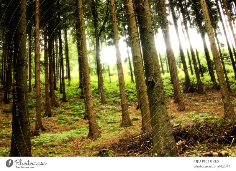 Sherwood forrest Wald Baum Licht Waldboden grün Natur Flucht