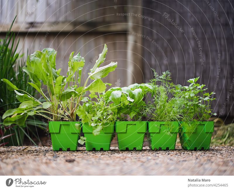 Vielfalt an frischen grünen getopften Küchenkräutern in grünen Plastiktöpfen, bereit zum Einpflanzen in einem Hinterhofgarten Lebensmittel Koriander Dill Natur