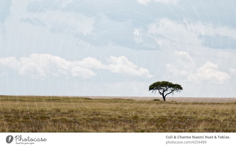 Etosha Nationalpark Namibia Safari Savanne Wüste Akazien Baum Wolken Steppe Afrika Hintergrund Ferne akazien baum Akazienblüten Natur Himmel Wiese Landschaft