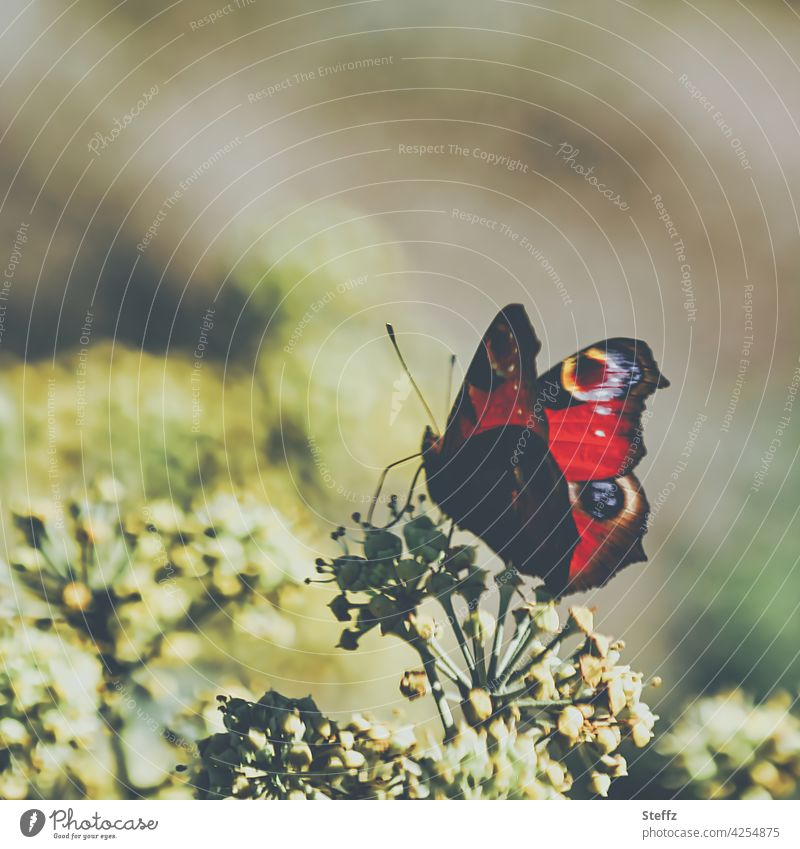 ein kleiner Schmetterling genießt die Sonnenwärme Tagpfauenauge Inachis io Aglais io Tagfalter Edelfalter Schmetterlingsflügel Falter Flügel Sonnenlicht