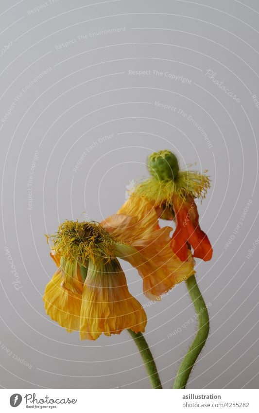 Verblühter Mohn Blütenblatt verblüht bunt traurig farbenfroh schön verwelkt Blume Blütenstiel Blütenstempel Blütezeit Farbfoto Pflanze Blütenkelch