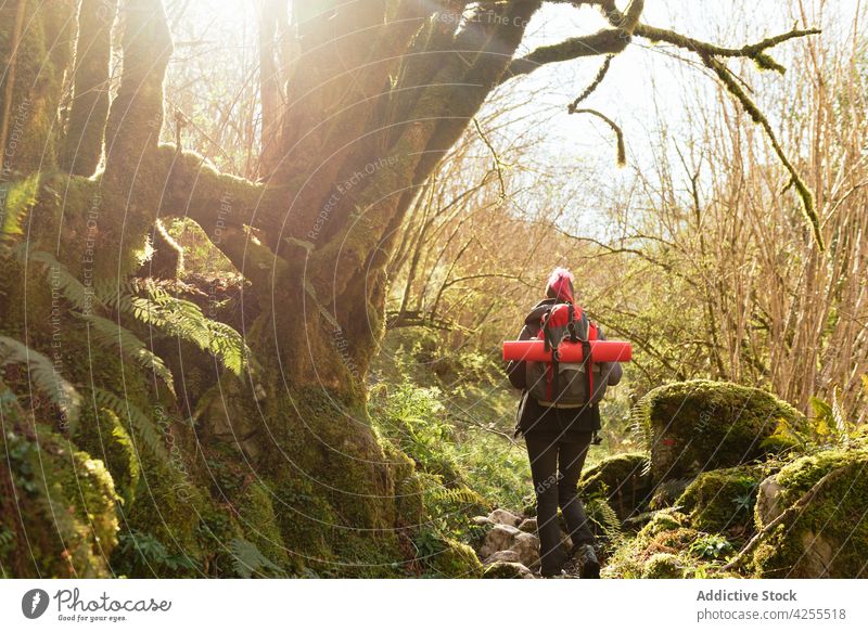 Unbekannter Backpacker mit Rucksack beim Wandern im Wald Frau Wanderer Wanderung Trekking Abenteuer Natur reisen Wälder Ausflug Aktivität Reise aktiv Umwelt