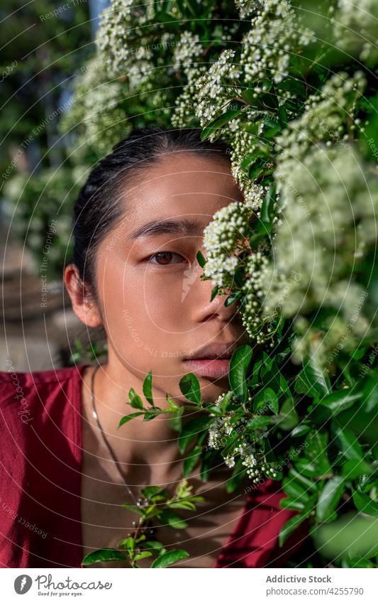 Junge asiatische Frau steht in der Nähe blühenden Busch in sonnigen Garten Buchse Blütezeit Angebot sensibel Blume jung Windstille üppig (Wuchs) Laubwerk Natur