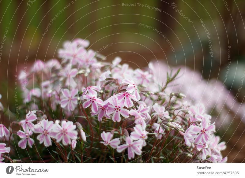 Schöner Garten. Teppich-Flammenblume Phlox Blume Frühling weiß rosa Pflanzen