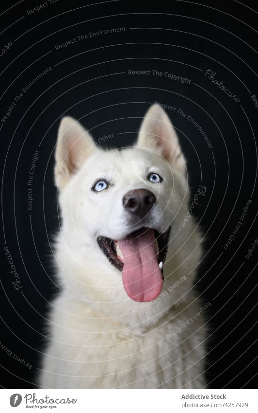 Neugieriger Rassehund, der mit herausgestreckter Zunge im schwarzen Studio wegschaut tschechoslowakischer wolfshund Hund ausspannen Tier Haustier Reinrassig