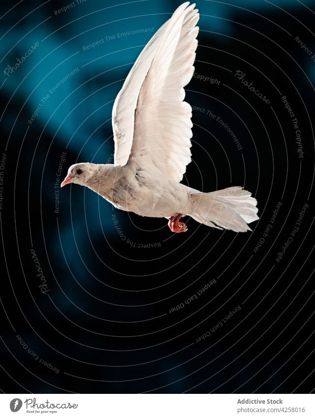Weiße Taube fliegt in dunklem Himmel Vogel schweben Fliege dunkel weiß wild Freiheit Flügel Fauna Tierwelt Ornithologie Vogelbeobachtung Lebensraum Umwelt