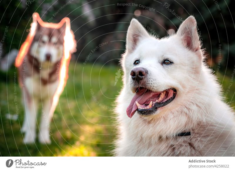 Glücklicher weißer Schweizer Schäferhund auf einer Wiese stehend neben einem unscharfen Husky Hund spielerisch ausspannen Natur Grasland Tier Eckzahn Haustier