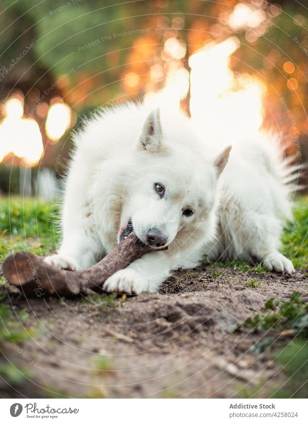 Adorable White Swiss Shepherd Hund liegt auf Gras in der Natur spielerisch Schweizer Schäferhund Tier Haustier Park züchten Stammbaum Reinrassig Fell Eckzahn