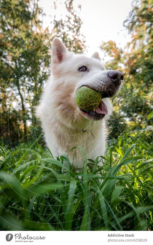 Niedlicher weißer Schweizer Schäferhund spielt mit Tennisball in der Natur Hund spielerisch Ball spielen Grasland Haustier Stammbaum aktiv Park züchten