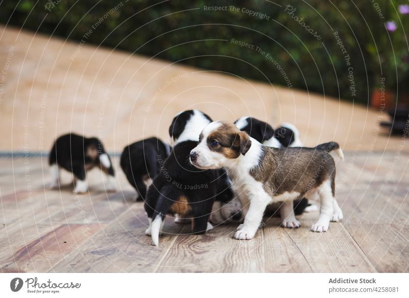 Charmante Border Collie Welpen spielen auf dem Parkett Hund Tier Haustier Eckzahn Säugetier heimisch Stock freundlich charmant Zusammensein Spaß haben