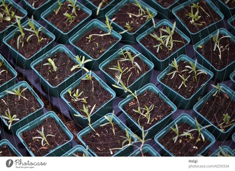 Pflanzen-Kinderstube - viele kleine Pflanzen wachsen in Kunststofftöpfen Pflanzenaufzucht Sämlinge Blumentopf Kunststofftopf Gärtnerei gärtnern Wachstum Garten