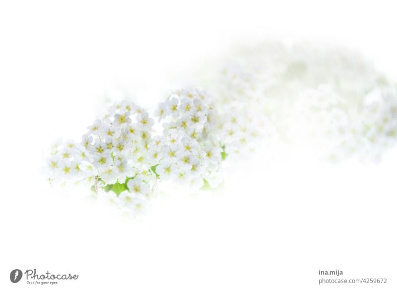 weiße Blüten Frühling zart blühen Duft duftend schön Garten Natur Pflanze Blume Sommer Umwelt wunderschön Menschenleer Farbe rein Unschuld Nahaufnahme prächtig