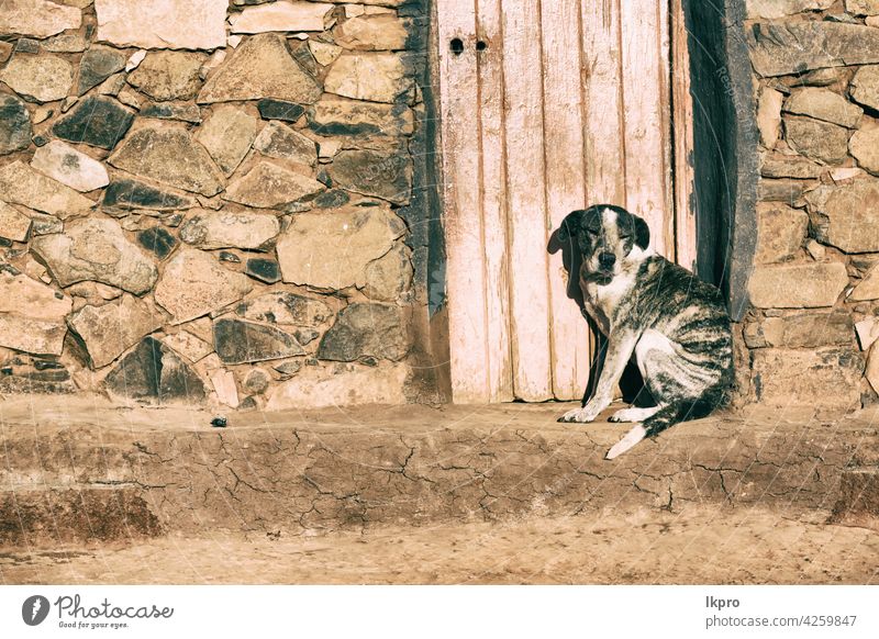 in der Nähe eines Hauses der Hund wartet allein alt Tür dreckig Tier Holz Wand schwarz weiß Gebäude Straße niemand Haustier Eckzahn Kopf Golfloch Hintergrund