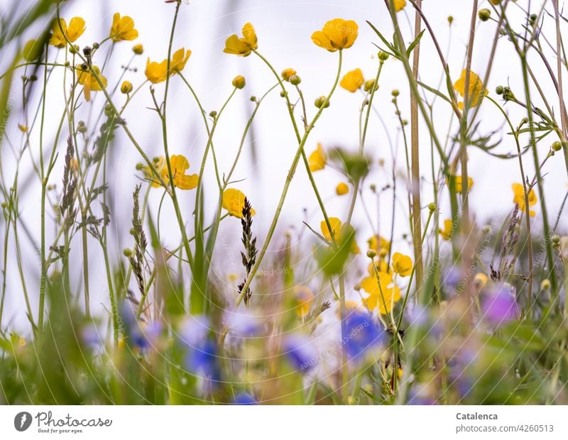 Wiesenblumen, Ehrenpreis und Hahnenfuß Natur Pflanze Flora Blumen Himmel Frühling Tag Tageslicht Gelb Grün Blau Hahnenfußgewächse ranunculaceae